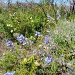 Blue fanflower