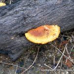 Scarlet Bracket Fungus.