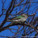 Shining Bronze Cuckoo.