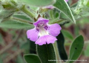 Silky Hemigenia.