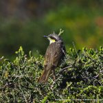 Singing Honeyeater.