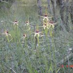 Spider orchids