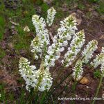 Stackhousia monogyna.