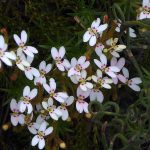 Stylidium adpressum.