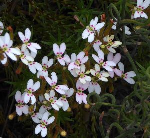 Stylidium adpressum.