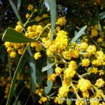 Summer-scented Wattle.