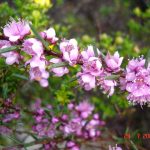 Swan River Myrtle.