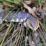 Bobtail Skink