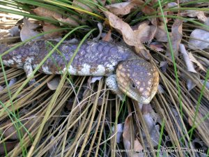 Bobtail Skink