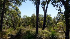 Watkins Road Woodland.