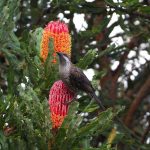 Little Wattlebird