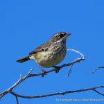 White-browed Scrubwren.