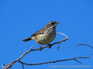 White-browed Scrubwren.