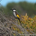 White-cheeked Honeyeater.