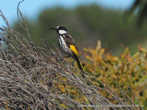 White-cheeked Honeyeater.