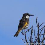 White-cheeked Honeyeater.