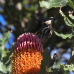 White-cheeked Honeyeater