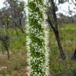 Xanthorrhoea brunonis.