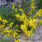 Yellow Buttercups.