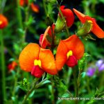 Yellow-eyed Flame Pea.