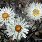 Helichrysum macranthum.