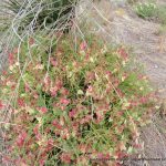 Yellow lechenaultia,