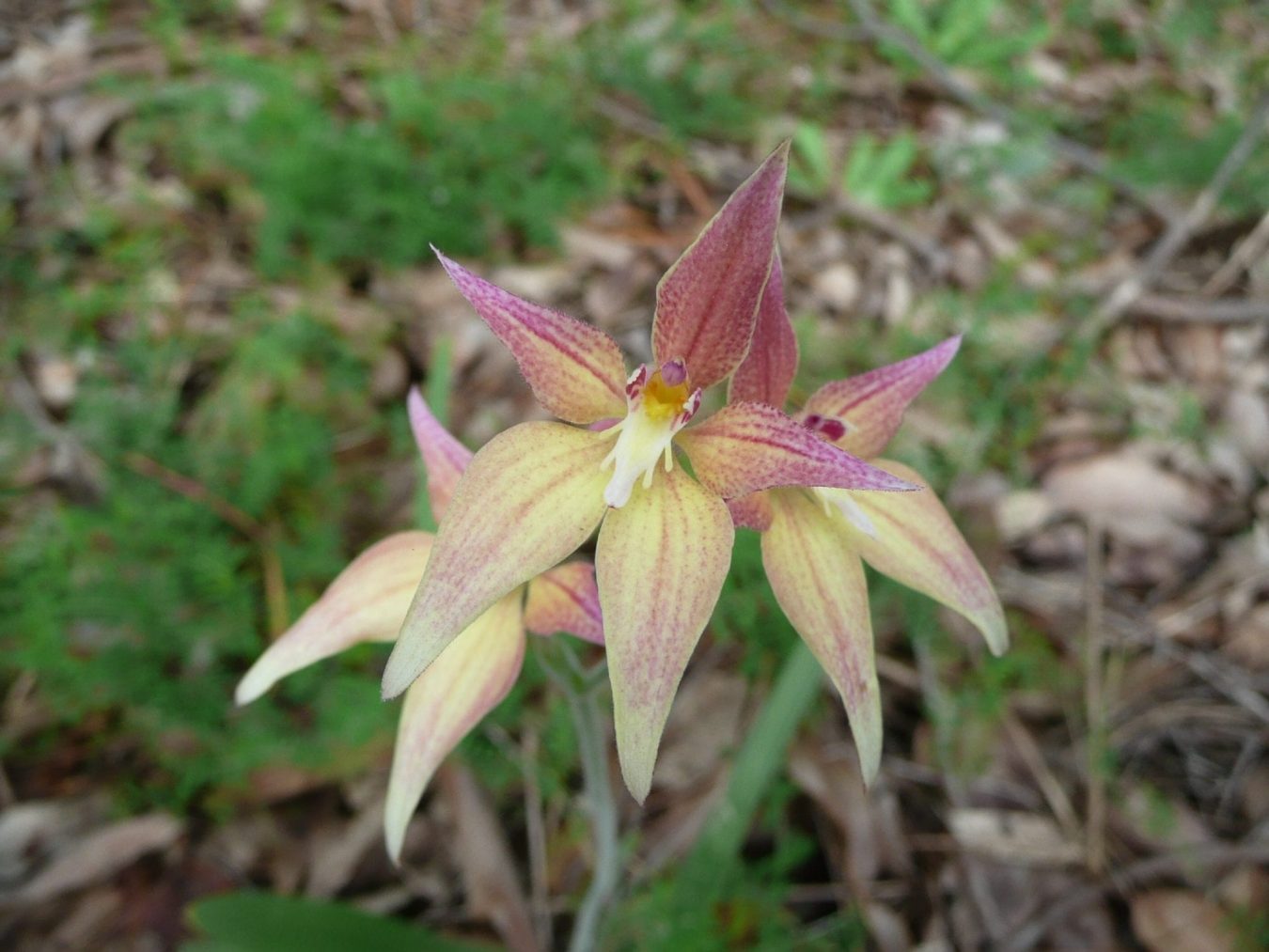 Conospermum triplinervium  Friends of Queens Park Bushland