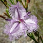 Fringed Lily.