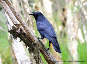 Australian Raven.