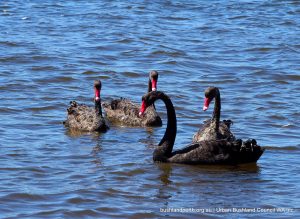 Black Swans.