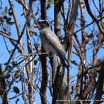 Black-faced Cuckoo Shrike.