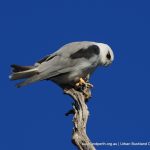 Black-shouldered Kite.