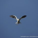 Black-shouldered Kite.