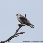 Black-shouldered Kite.