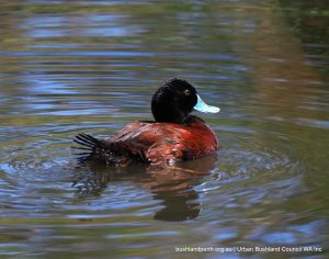 Blue-billed Duck.