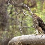 Brown Goshawk.