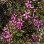 Calytrix fraserii - Pink Summer Starflower.