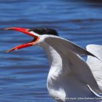 Caspian Tern.