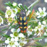 Castiarina pallidiventris.