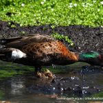 Chestnut Teal.