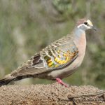 Common Bronzewing, Phaps chaloptera.