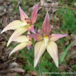 Cowslip and Pink Fairy Orchid hybrid.