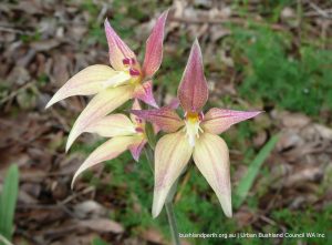 Cowslip and Pink Fairy Orchid hybrid.