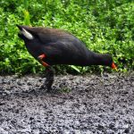 Dusky Moorhen.