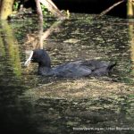 Eurasian Coot.