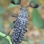 Feather-horned Beetle.