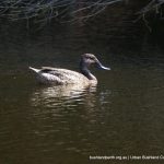 Freckled Duck.