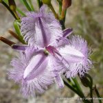 Fringed Lilly.