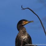 Great Cormorant.