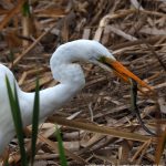 Great Egret with Glossy Swamp Skink.